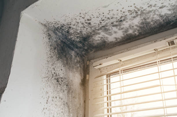 Trusted Crawl Space Mold Removal service in Vernon Hills, IL - Cheap Mold Removal